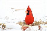 Northern Cardinalborder=
